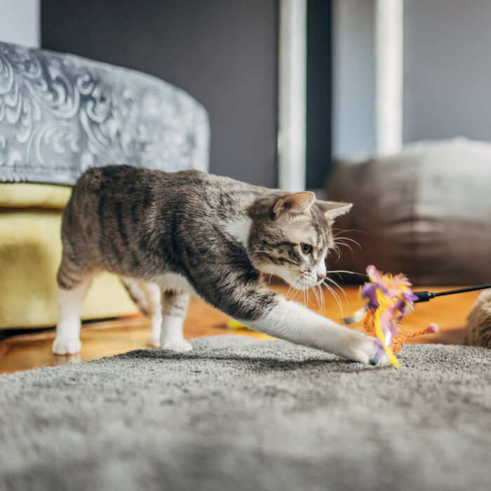 Kat die in beweging blijft dankzij een goede verzorging door haar baasje